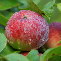 Nasser, roter Apfel, wet, red apple von Sabine Radtke
