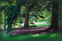 Pine Woods von Colin Metcalf