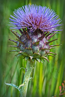 Thistle by Colin Metcalf