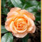 Rose-orange-021-dot-001