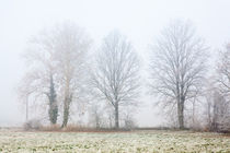 Foggy Winter Trees von moonbloom