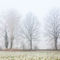 09122012-2012-12-09-999-65-winter-fog