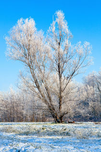 Winter Lonely Tree von moonbloom
