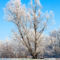 09122012-2012-12-09-999-131-winter-tree