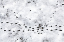 Bird Footprints In The Snow von moonbloom