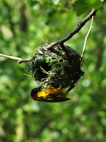 Webervogel beim Nestbau, Weaver Bird building a nest by Sabine Radtke