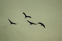 Kraniche - Flugstudien 3 - crane flight studies 3 von mateart