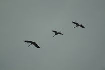 Kraniche - Flugstudien 4 - crane flight studies 4 von mateart