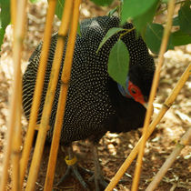 Kräuselhauben Perlhuhn hinter Bambus, Guinea Fowl von Sabine Radtke