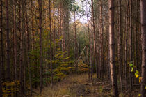 Wald I von elbvue by elbvue