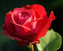 Rote Rose mit Morgentau, Red Rose with Morning Dew von Sabine Radtke