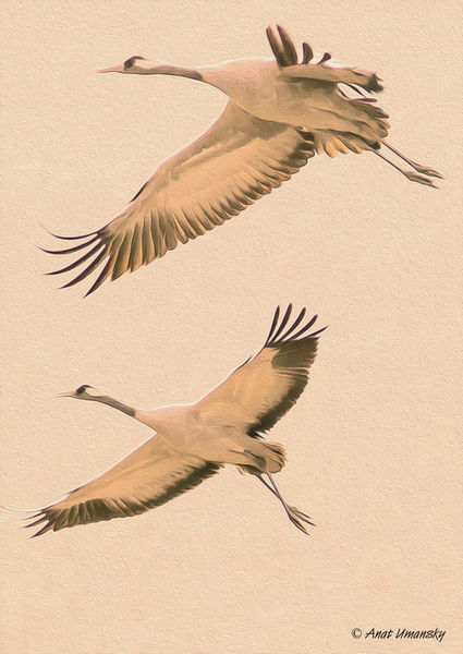 Couple-cranes