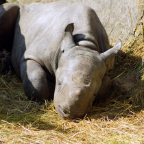 Träumendes Nashornkind, Dreaming Rhino Child by Sabine Radtke