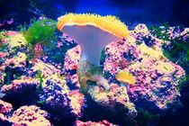 Koralle von mario-s