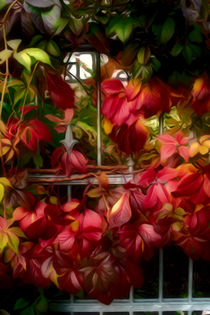 Herbstfarben von mario-s