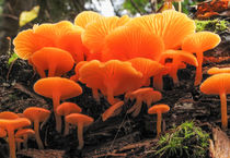 False Chanterelle Mushrooms, Clitocybe aurantiaca by Tom Dempsey