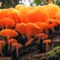 'False Chanterelle Mushrooms, Clitocybe aurantiaca' by Tom Dempsey