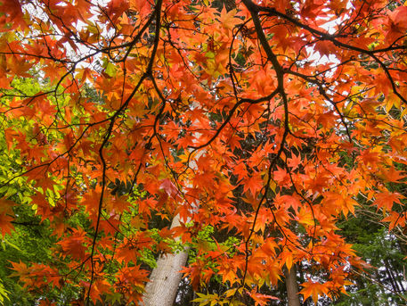 05blo-41-japanese-maple-fall-color