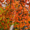 05blo-41-japanese-maple-fall-color