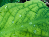 Water drops on wild skunk cabbage, Washington, USA von Tom Dempsey