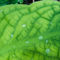 05l22-091-skunk-cabbage-water-drops