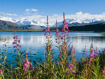 'Pink fireweed, Summit Lake, Alaska Range' by Tom Dempsey
