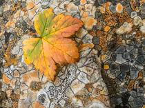 Orange lichen polygons, leaf, Denali SP, Alaska by Tom Dempsey