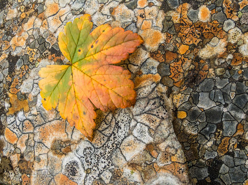 06ak-5070-lichen-pattern-orange