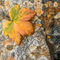 06ak-5070-lichen-pattern-orange