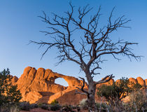 Skyline Arch sunset, gnarly tree, Arches NP, Utah by Tom Dempsey
