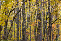 Yellow poplar pattern, Great Smoky Mountains, TN von Tom Dempsey