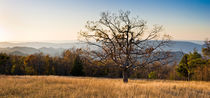 Lone tree, Blue Ridge Mt, Shenandoah NP, Virginia by Tom Dempsey