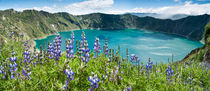 Lake Quilotoa caldera, lupine flowers, Ecuador by Tom Dempsey