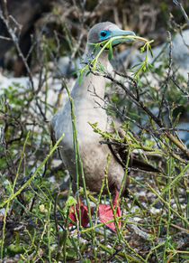 Red-footed Booby (Sula sula), Galapagos Islands von Tom Dempsey