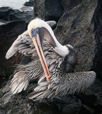 Galapagos Brown Pelican preens, Galapagos Islands by Tom Dempsey