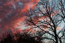 Orange sunset, tree fractal silhouette von Tom Dempsey