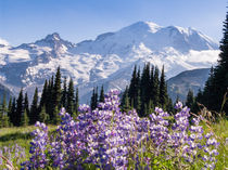 Lupine flowers, Sunrise, Mount Rainier, Washington von Tom Dempsey