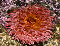 Water ripples red sea anemone. Seattle Aquarium. von Tom Dempsey