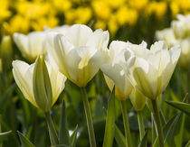 Yellow white tulip flowers, Skagit River Delta, Washington, USA von Tom Dempsey