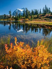 'Orange leaves. Picture Lake reflects Mt Shuksan, Washington. ' by Tom Dempsey
