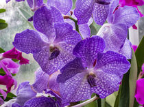 Purple orchid, Volunteer Park Conservatory, Seattle, USA von Tom Dempsey