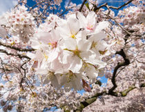 Yoshino cherry blossom pattern, University of Washington von Tom Dempsey