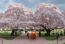 Buddhist cherry spring, Seattle, University of Washington by Tom Dempsey