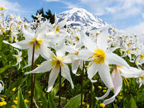 White Avalanche Lily flowers, Mount Rainier, USA von Tom Dempsey