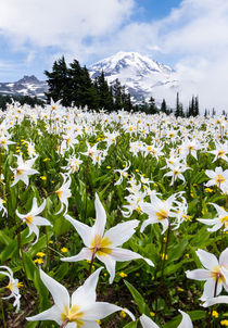 White Avalanche Lily flowers, Mount Rainier, USA by Tom Dempsey