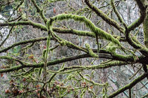 Mossy tree branch pattern, Seattle, Washington by Tom Dempsey