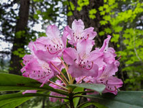 Native rhododendron flower, Olympics, Washington  by Tom Dempsey