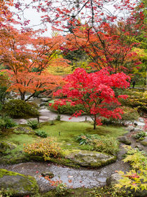 Japanese maple, fall garden stream, Seattle by Tom Dempsey