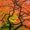 1310arb-110-fall-leaf-colors