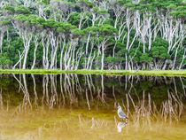 Tidal River, bird, Wilson’s Promontory, Australia by Tom Dempsey